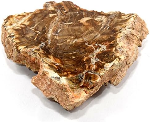 HQRP 24 Brown Petrified Wood Slab Natural Fossil Agate Crystal Decor Stone Slice Madagascar