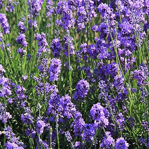 3pcs Lavender Sachet Bags for Home Car Fresh Scent