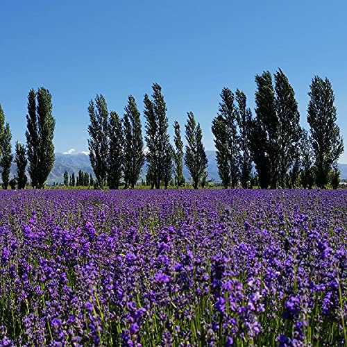 RENM 1 Pound Organic Dried Lavender Buds for Tea and Candles