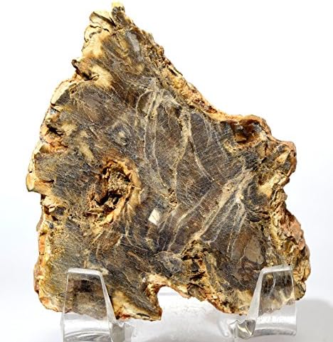 HQRP 24 Brown Petrified Wood Slab Natural Fossil Agate Crystal Decor Stone Slice Madagascar