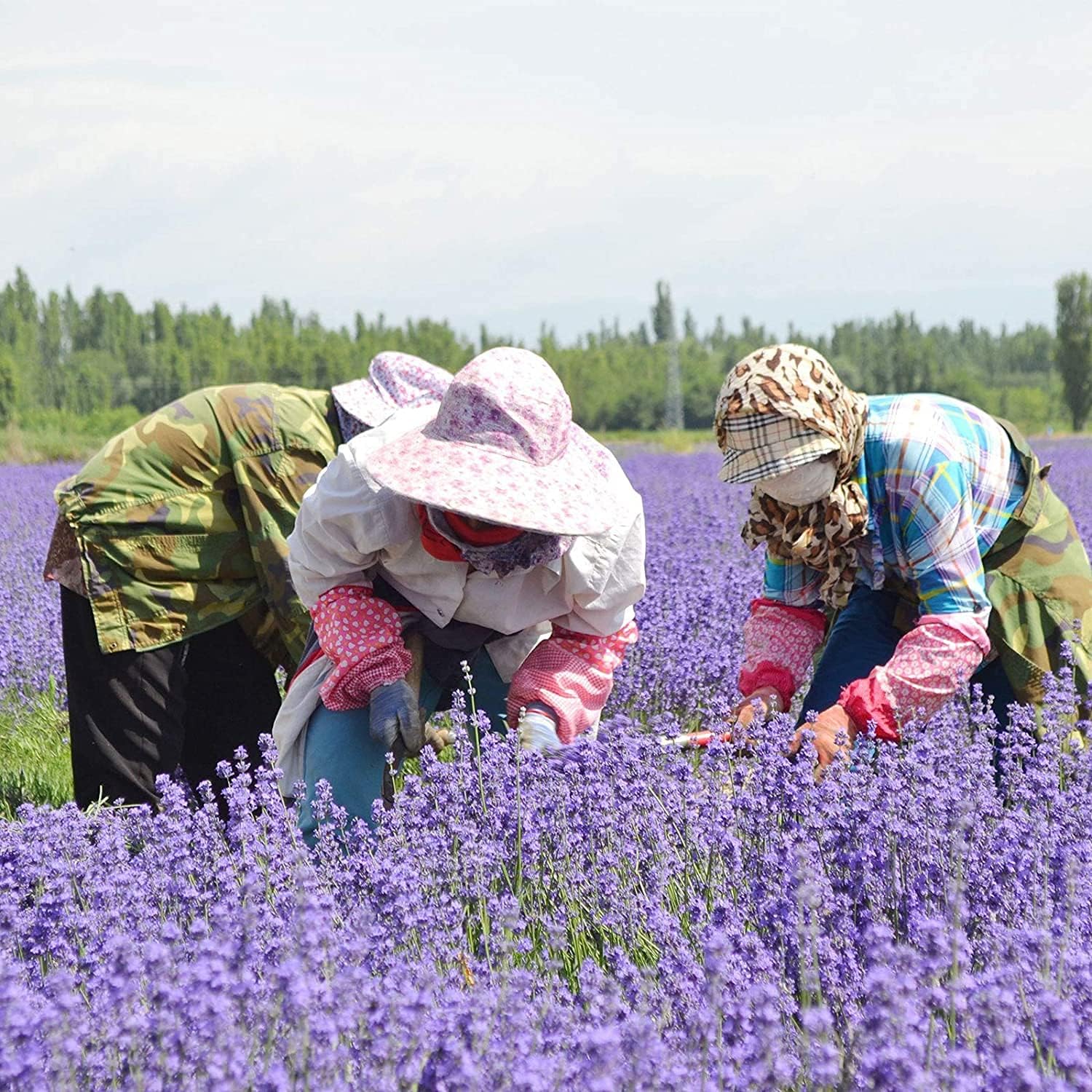RENM 1 Pound Organic Dried Lavender Buds for Tea and Candles