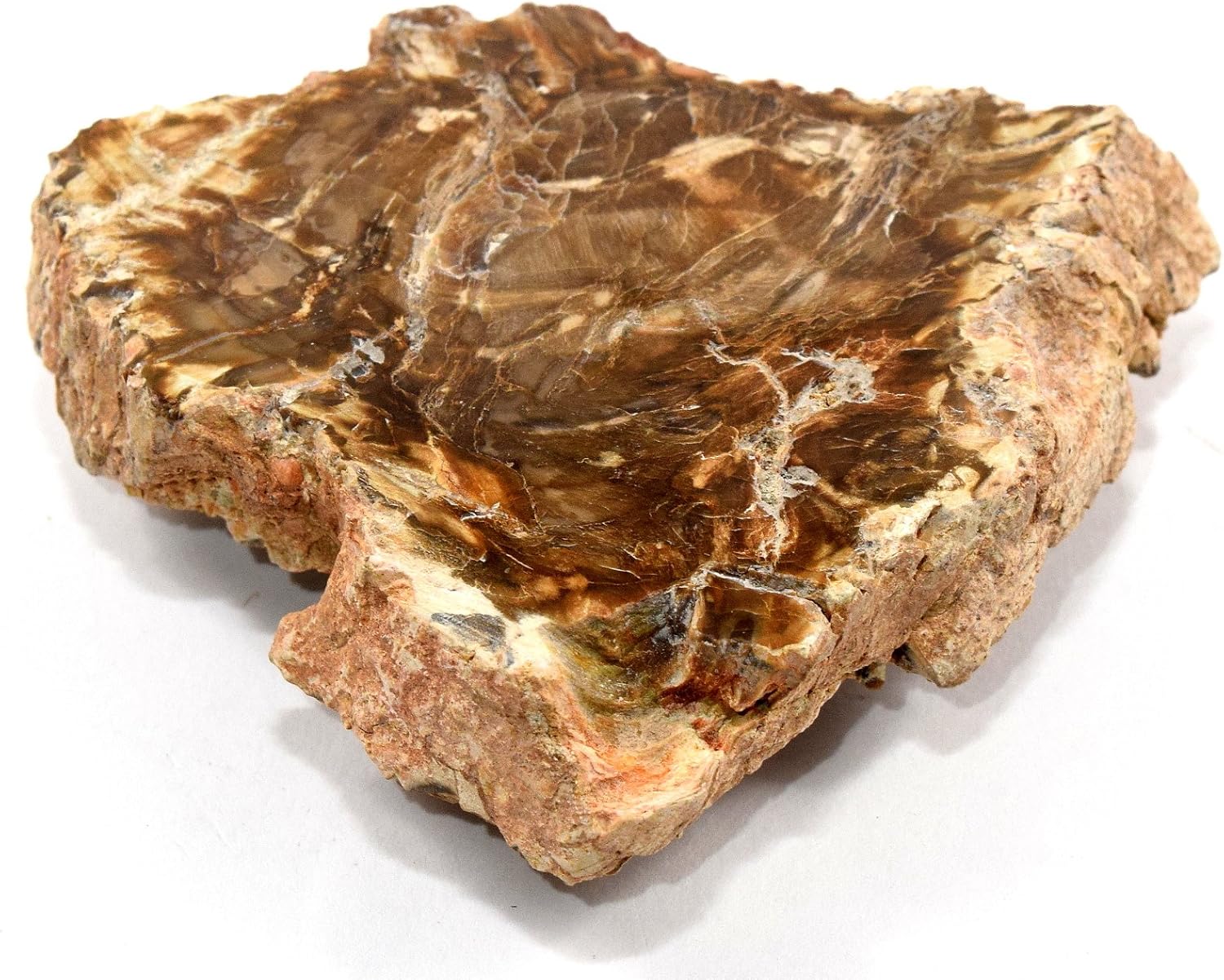 HQRP 24 Brown Petrified Wood Slab Natural Fossil Agate Crystal Decor Stone Slice Madagascar