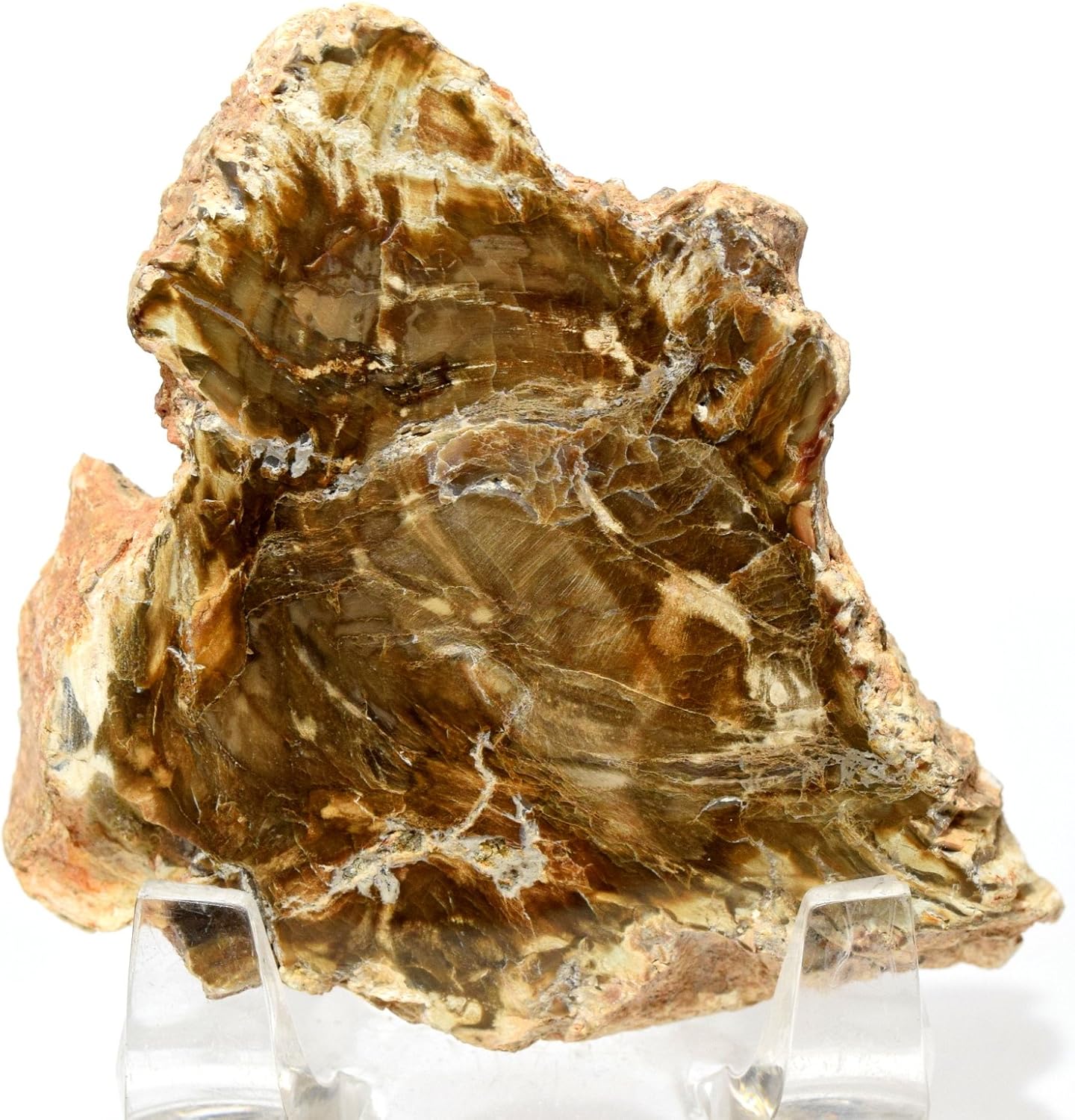 HQRP 24 Brown Petrified Wood Slab Natural Fossil Agate Crystal Decor Stone Slice Madagascar