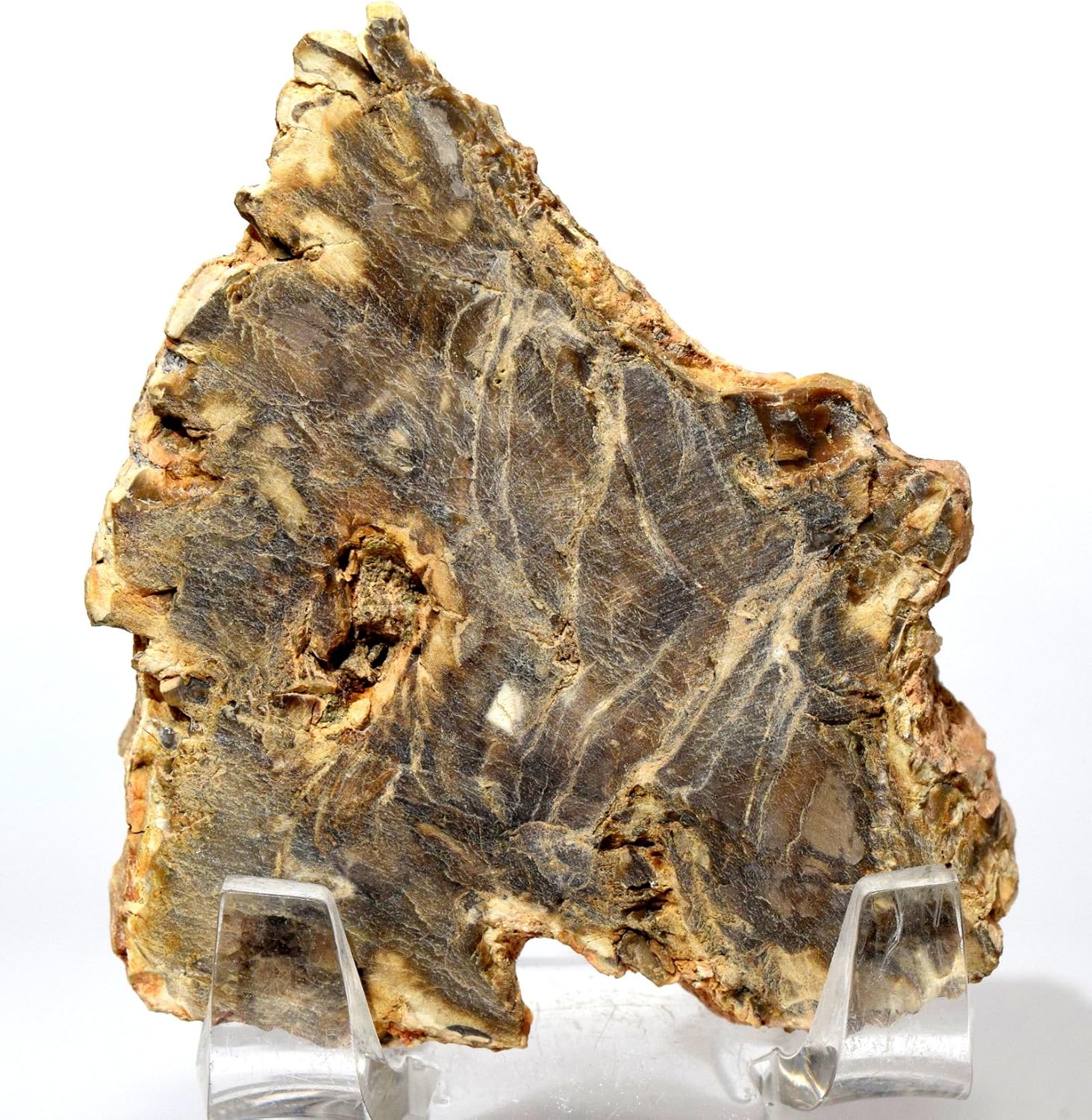 HQRP 24 Brown Petrified Wood Slab Natural Fossil Agate Crystal Decor Stone Slice Madagascar